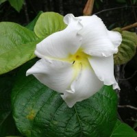 Chonemorpha fragrans (Moon) Alston